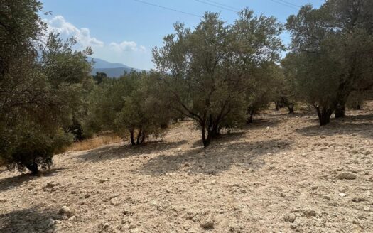 Bornova Yaka Karaağaç Mevki Müstakil Tapulu Satılıik Bağ