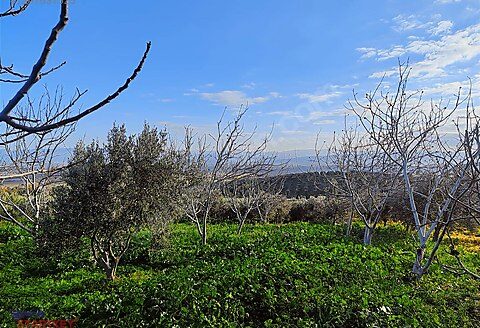 İki Kadın Bir Anahtar’dan Satılık Bergama’da Numaratajlı Tarla