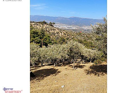 Kemalpaşanın eşsiz doğasında, zeytin ağaçlarının arasında Arazi